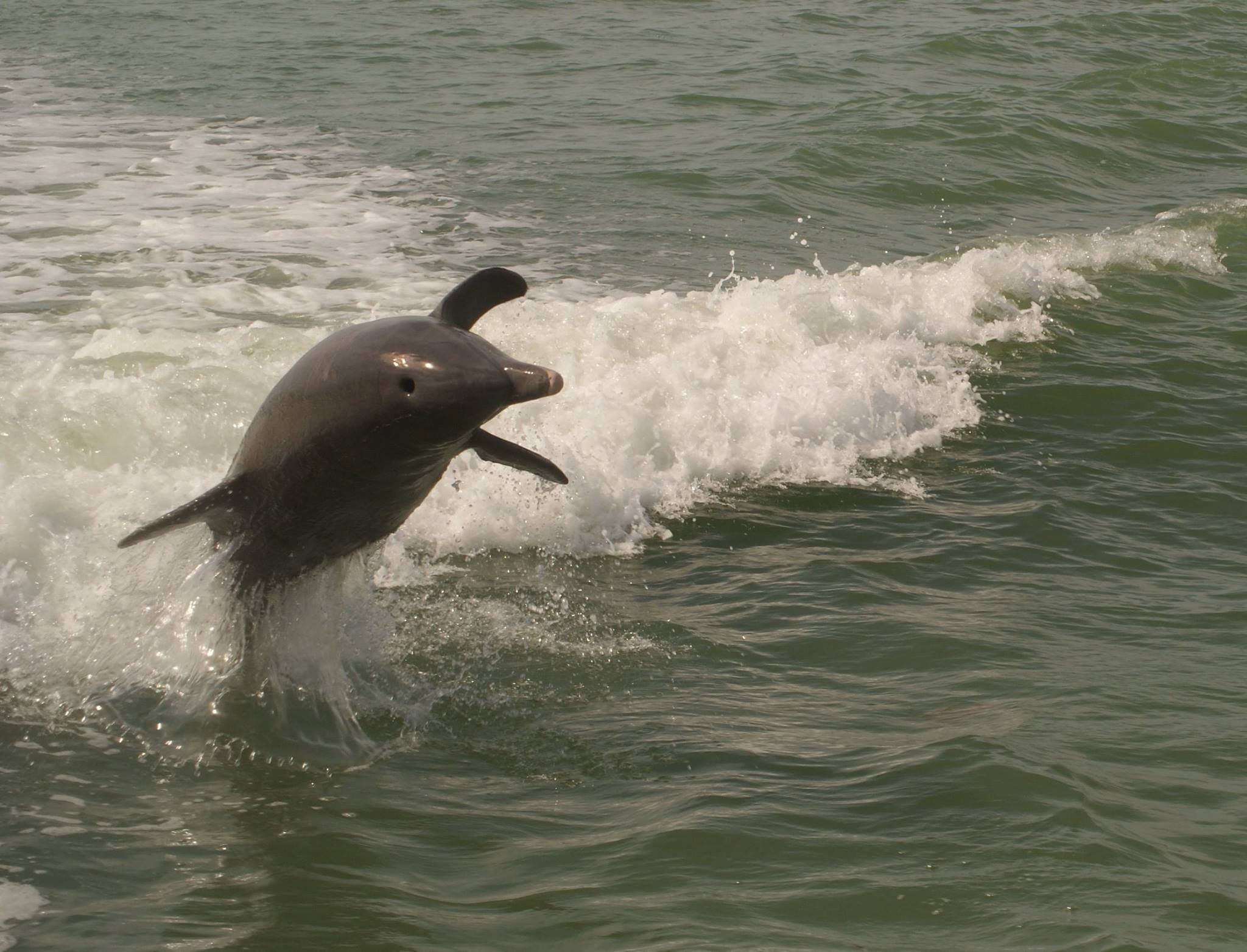 Dolphin Watching Cruise - Johns Pass, Florida | Hubbard's Marina