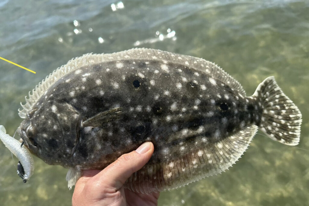 INSHORE-flounder