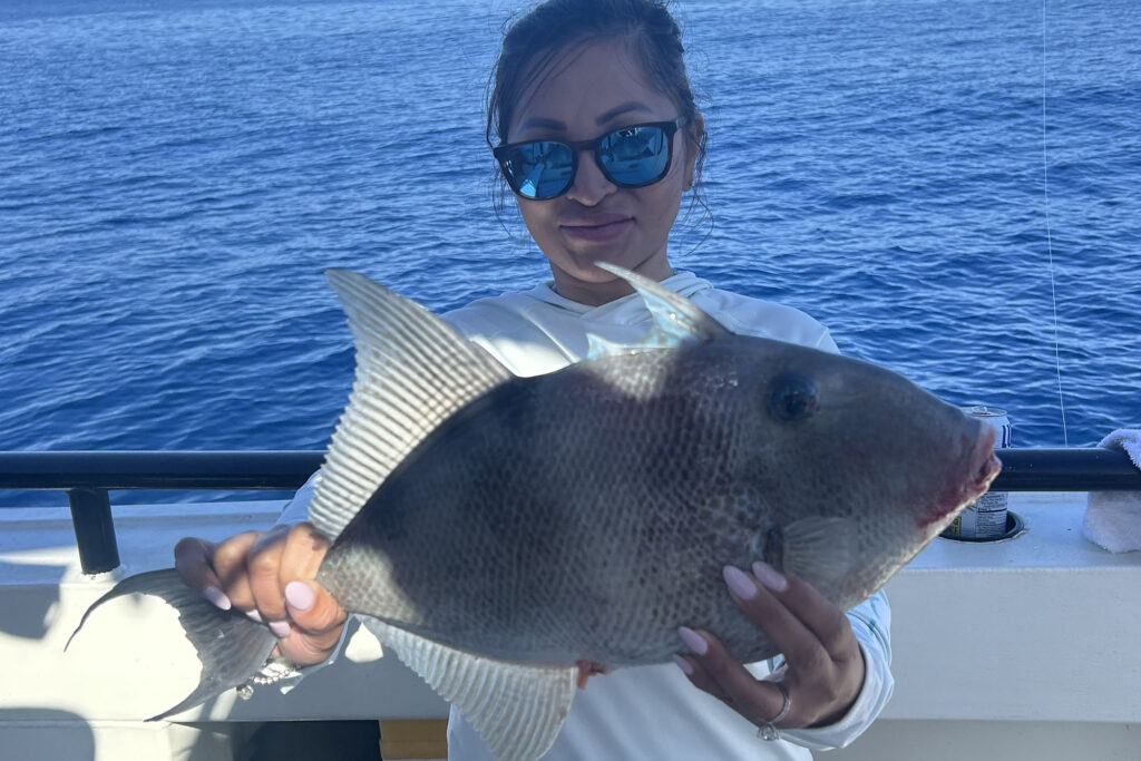 OFFSHORE - triggerfish (2)