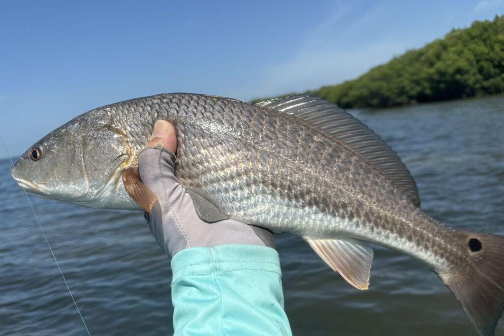 INSHORE-redfish