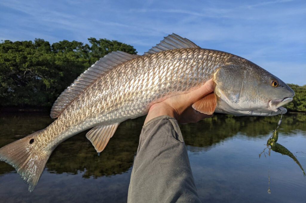 INSHORE-redfish