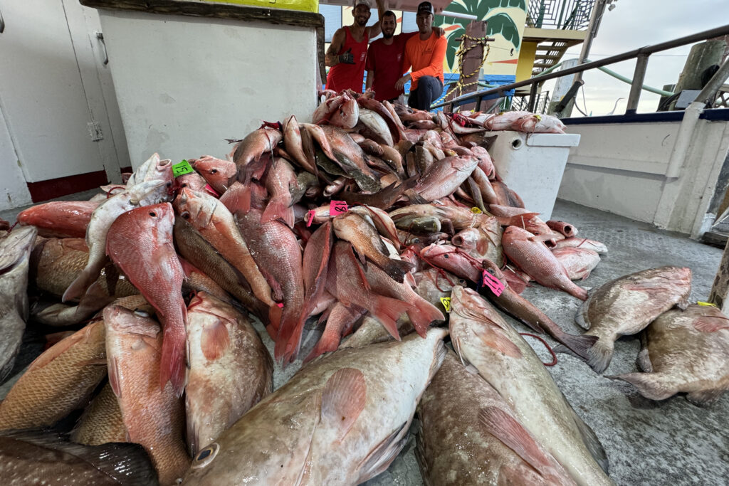 OFFSHORE-pile-of-fish