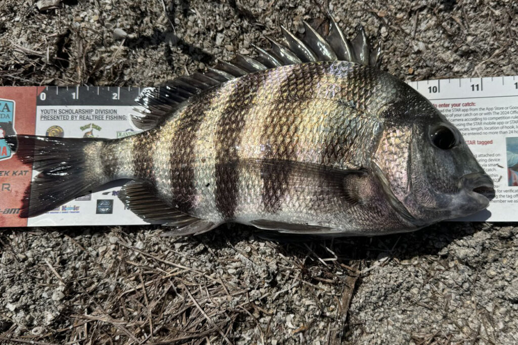 INSHORE-sheepshead