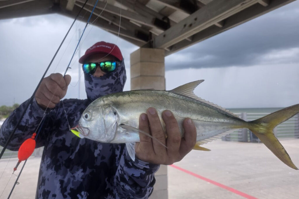 INSHORE- jack crevalle