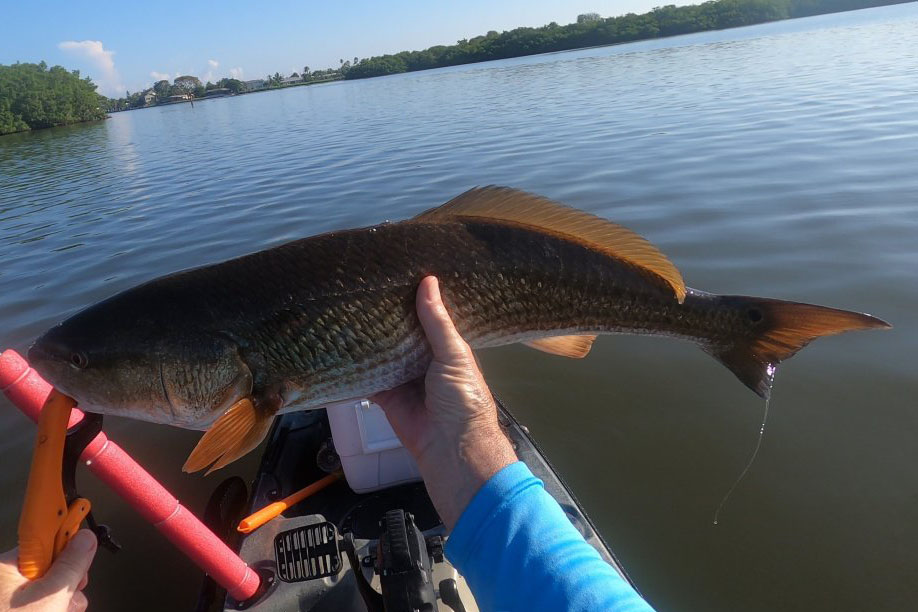 INSHORE-redfish2