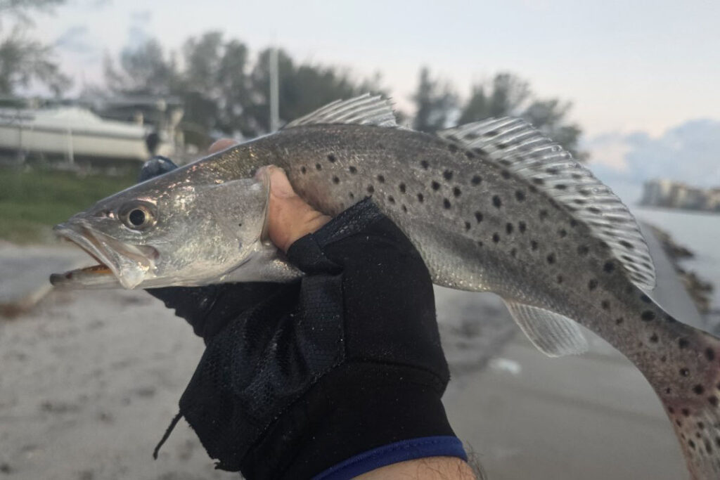 INSHORE-trout2