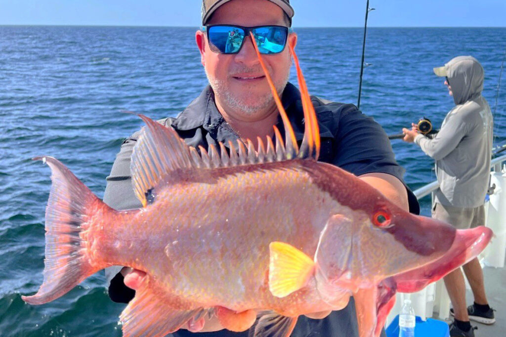 NEARSHORE-hogfish (5)