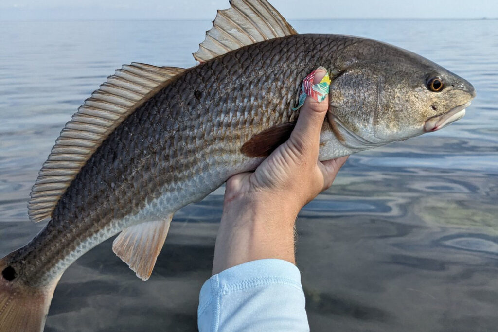 INSHORE-redfish