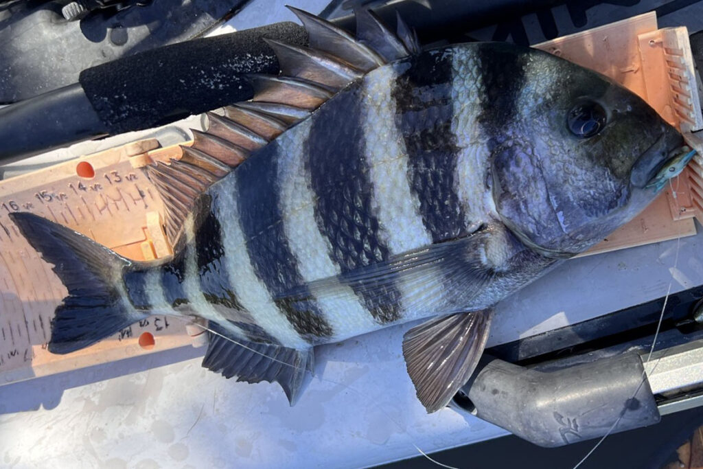 INSHORE-sheepshead2