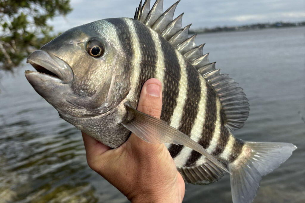 INSHORE-sheepshead3