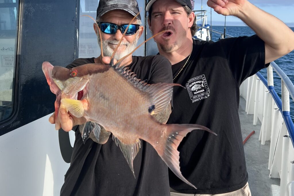 NEAR SHORE - hogfish (1)