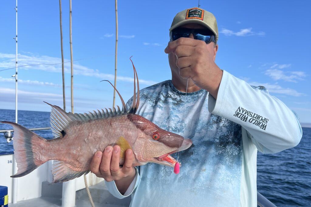 NEAR SHORE - hogfish (3)