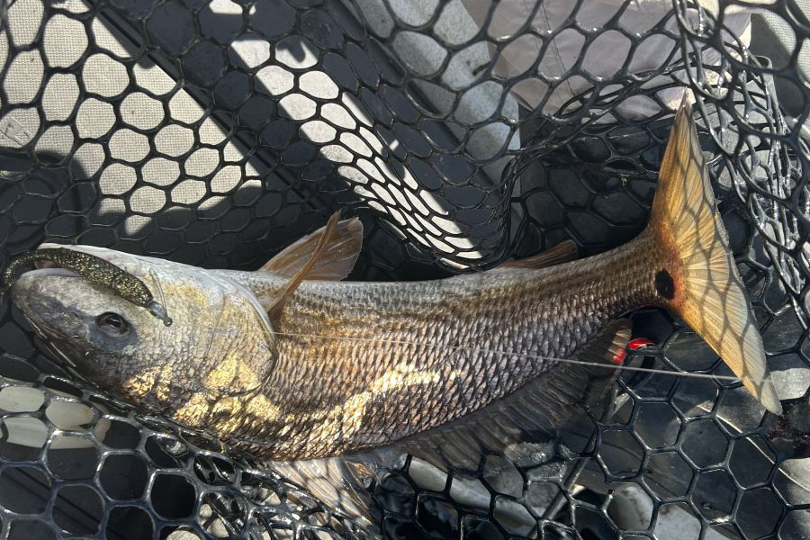 INSHORE-redfish