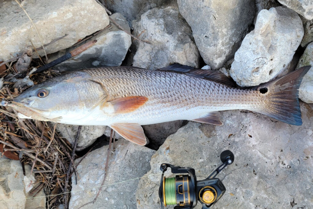 INSHORE-redfish3