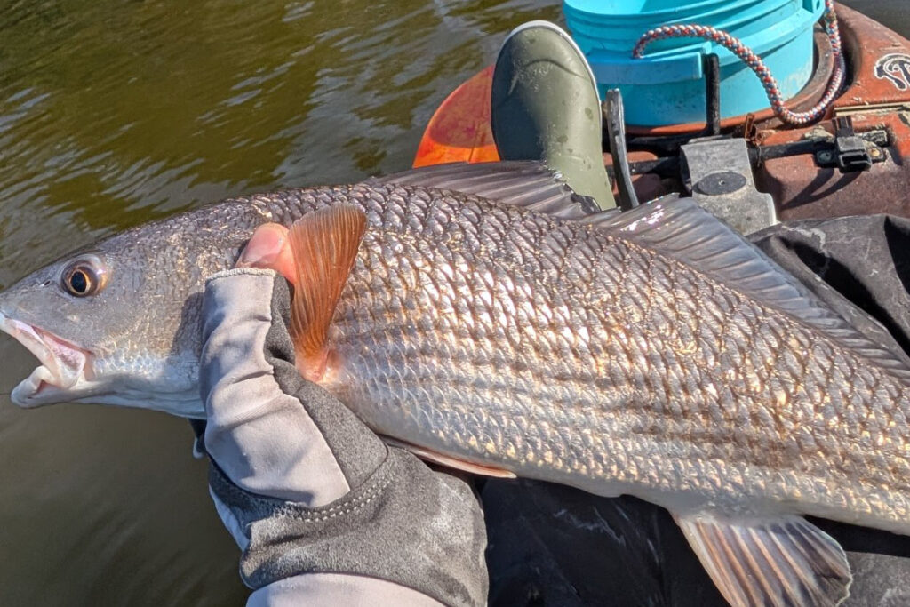 INSHORE-redfish5