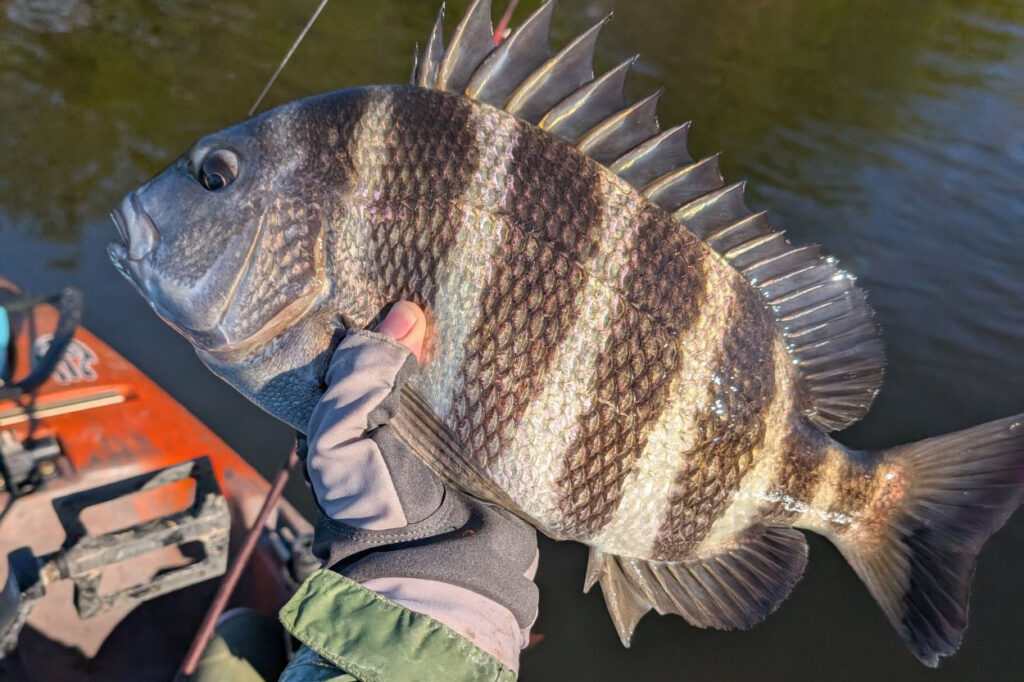 INSHORE-sheepshead10