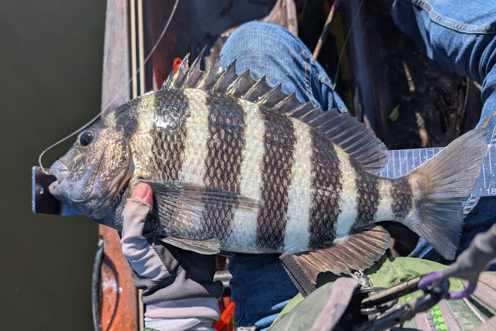 INSHORE-sheepshead11