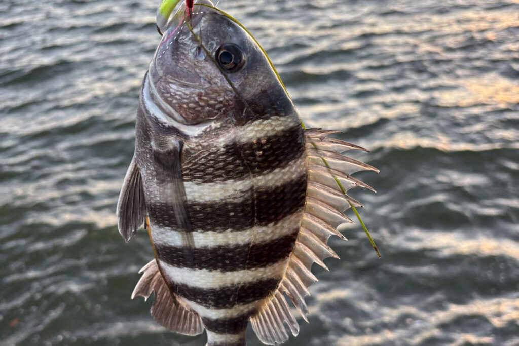 INSHORE-sheepshead2