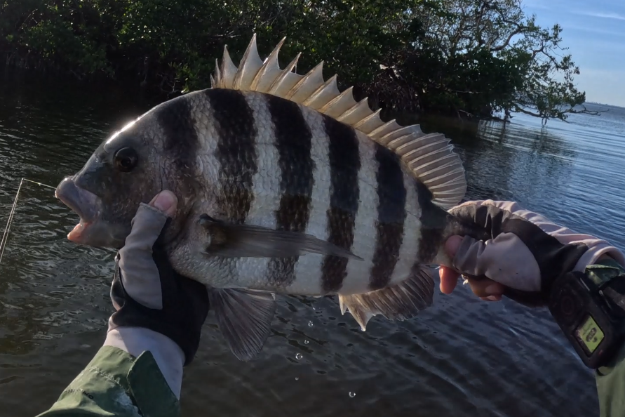 INSHORE-sheepshead3