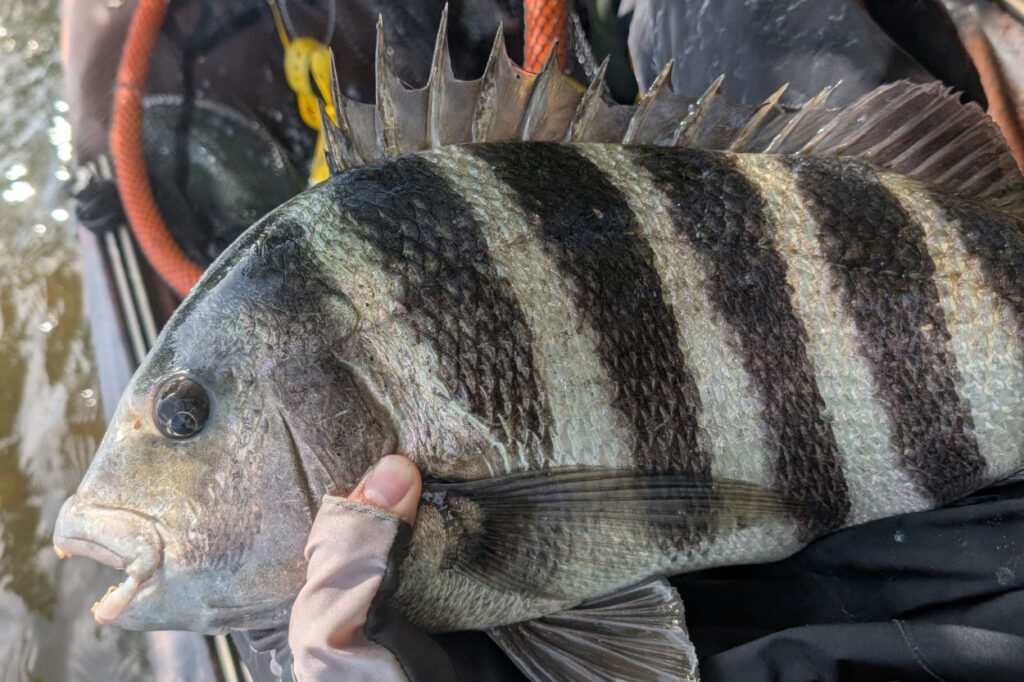 INSHORE-sheepshead4