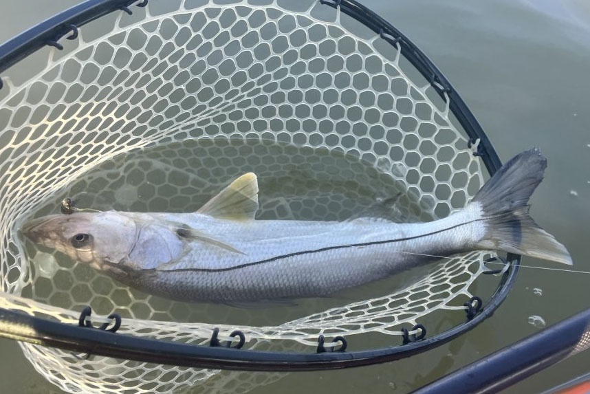 INSHORE-snook5