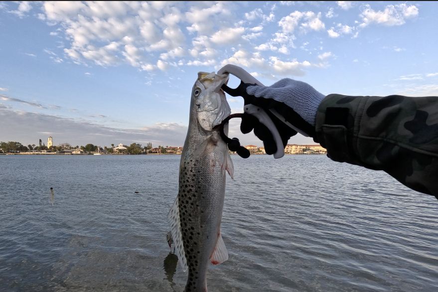 INSHORE-trout