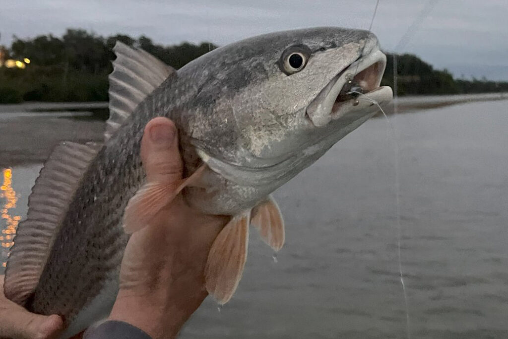 INSHORE-redfish (2)