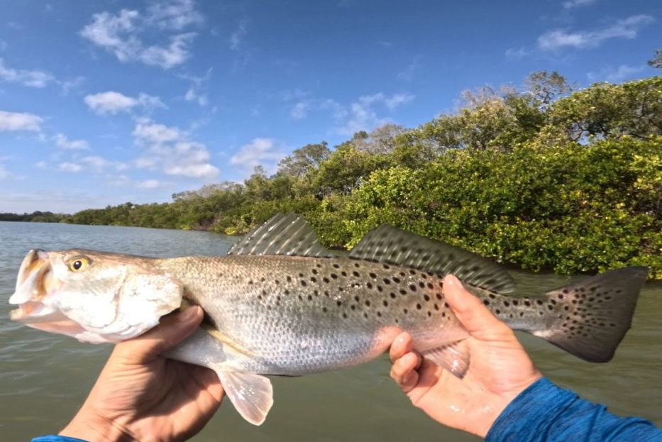 INSHORE-trout (1)