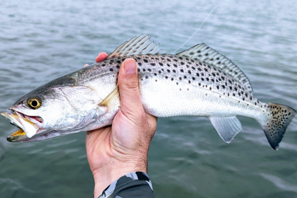 INSHORE-trout (16)