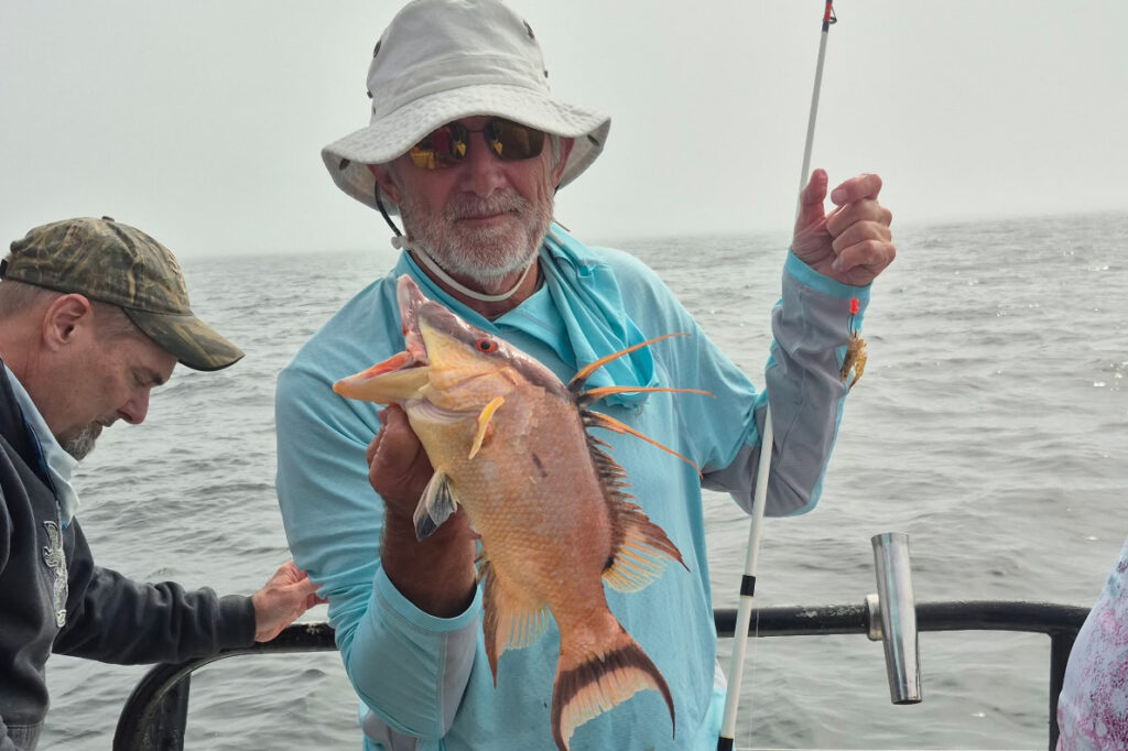 NEARSHORE-hogfish (2)