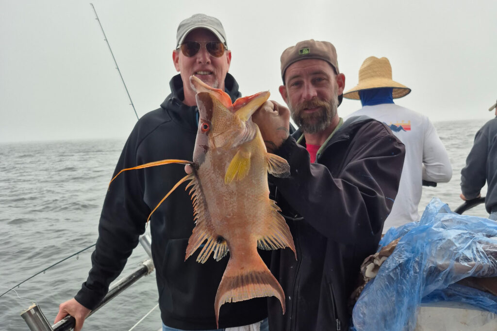 NEARSHORE-hogfish (3)