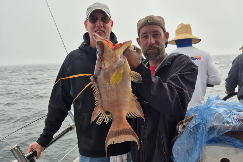 NEARSHORE-hogfish (4)