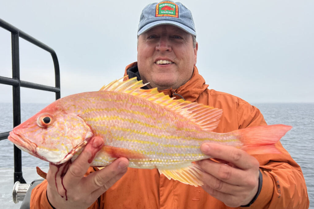 OFFSHORE-lane snapper